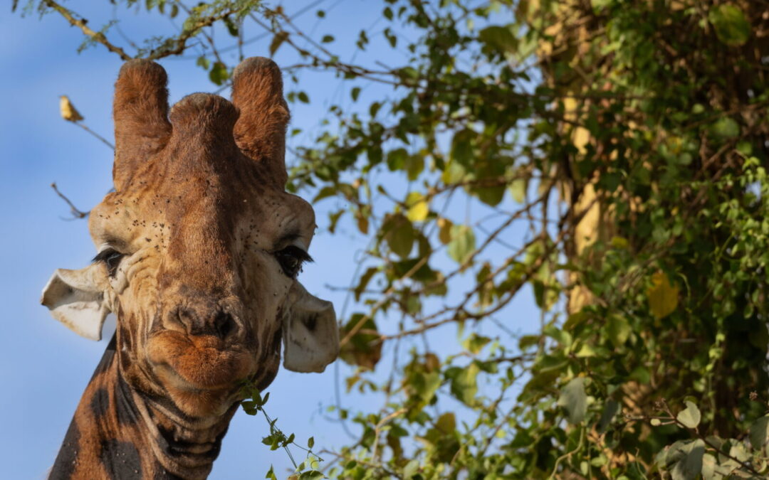 SPLENDIDA TANZANIA