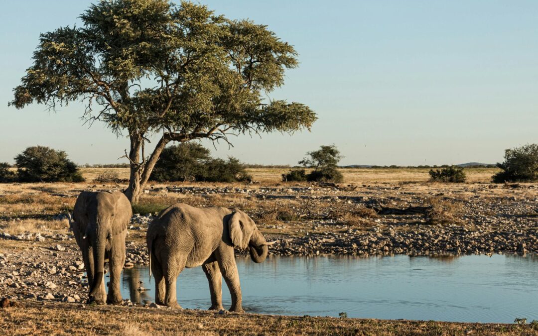 GRAN TOUR DELLA NAMIBIA